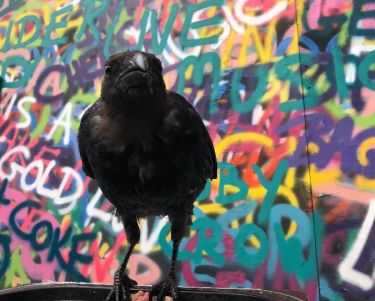 Toby the resident crow